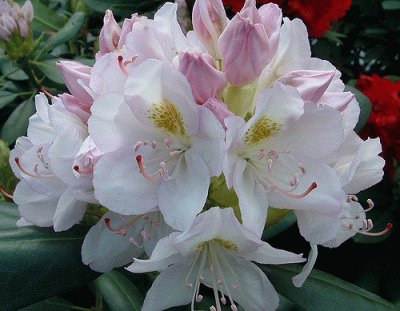 Rhododendron