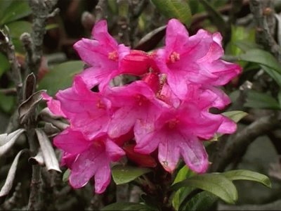 Rhododendron