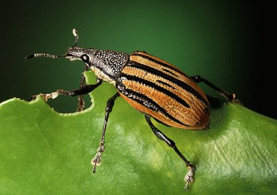 Diaprepes abbreviatus