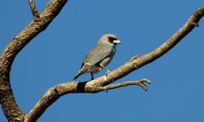 Artamo cinerino