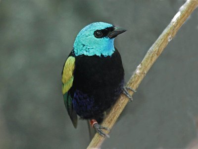 Tangara cyanicollis