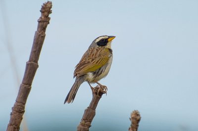 Coryphaspiza melanotis