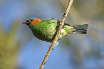 Tangara cyanocephala