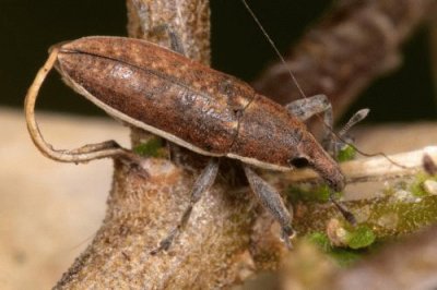 Lixus ochraceus