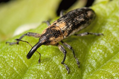 Lixus scrobicollis