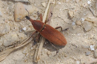 Lixus punctiventris