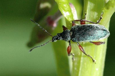 Pyllobius glaucus