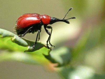 Rhyinchites bicolor