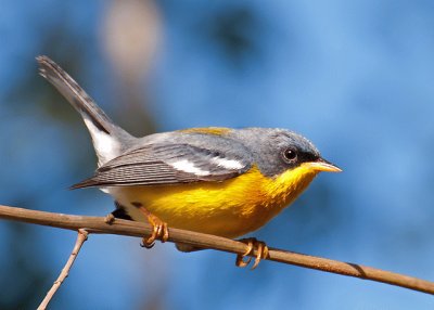 Parula pitiayumi