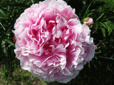 Pivoine