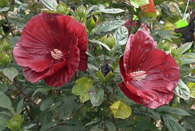 Hibiscus