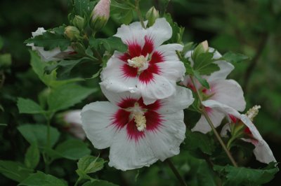 Hibiscus