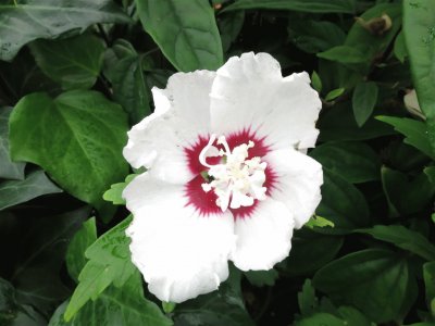 Hibiscus