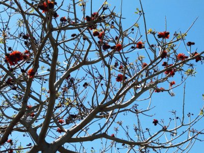 arbol coral