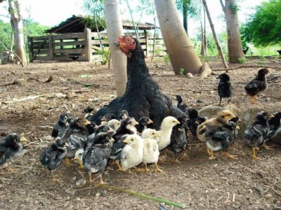 mamÃ¡ gallina