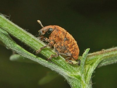 Larinus optusus