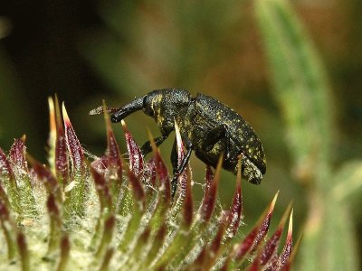 Larinus pollinis