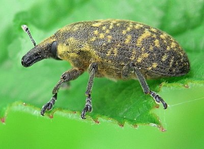 Larinus turbinatus