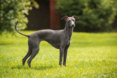 Grey hound