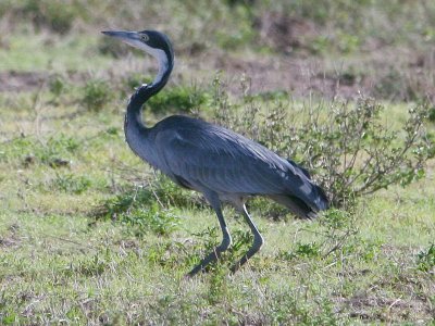 Ardea melanocephala