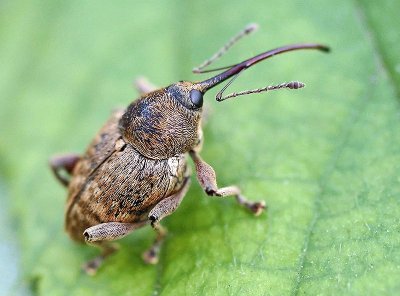 Curculio nucum