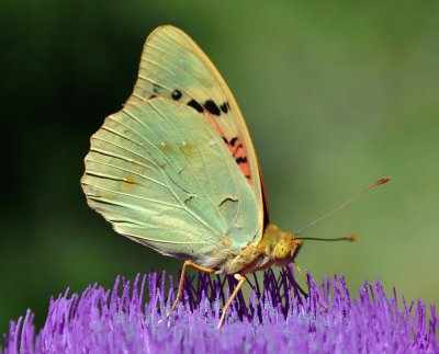 Argynnis pandora