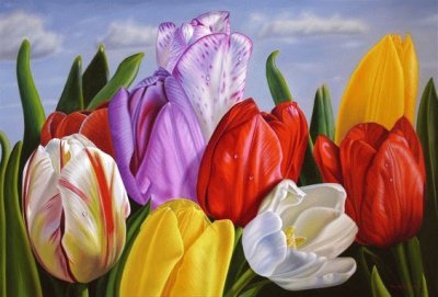 Colorful Tulips