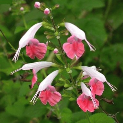 Salvia