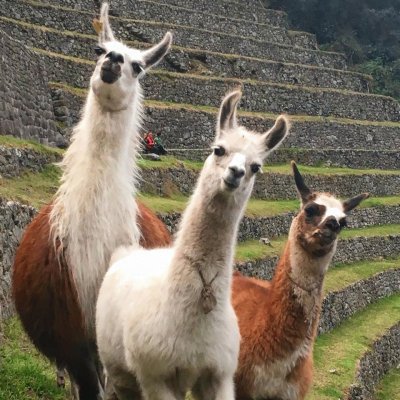 Llamas