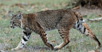 Lince rossa