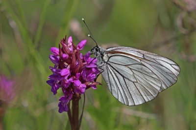 Aporia crataegi