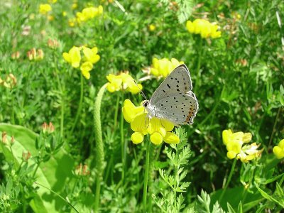 Lycaena dione