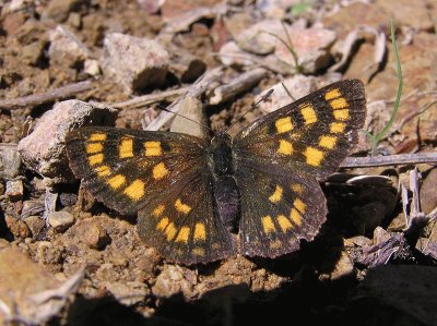 Lycaena feredayi