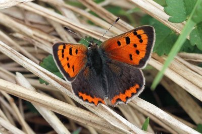 Lycaena phlaeas