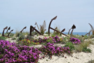 fleurs et plage