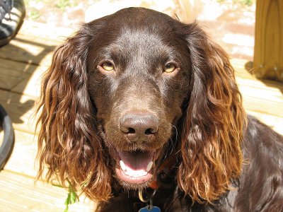 Boykin spaniel