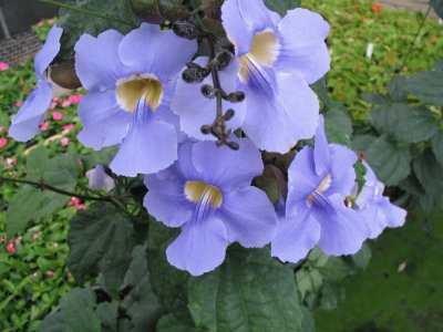 Thunbergia