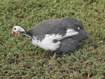 Gallina maculata