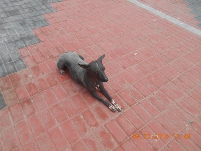 Cachorro na Praça Peruana