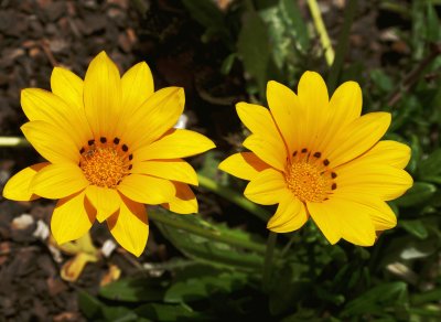 Gazania