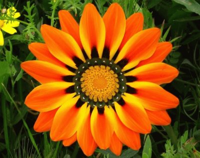 Gazania