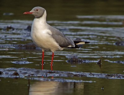 Gabbiano testagrigia