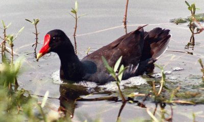 Gallinula galleata