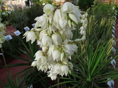 Yucca