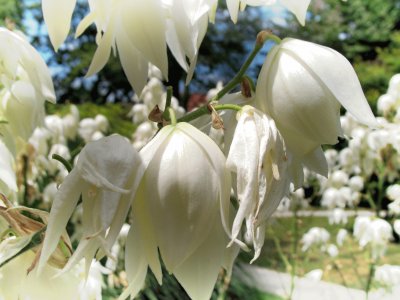 Yucca