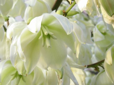 Yucca