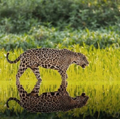 Jaguar