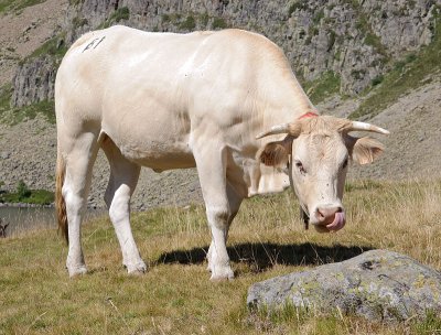 Toro blonde de aquitania