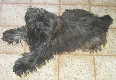 Yorkipoo