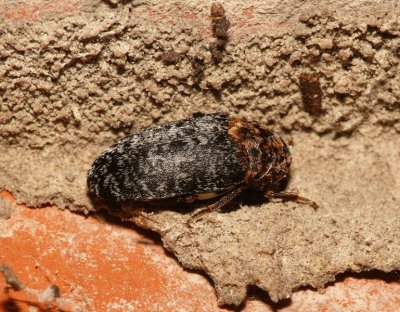 Dermestes undulatus